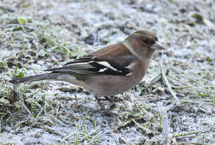 Comuni   infreddoliti